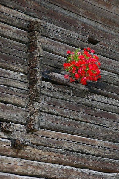 Blumen am Holzhaus
