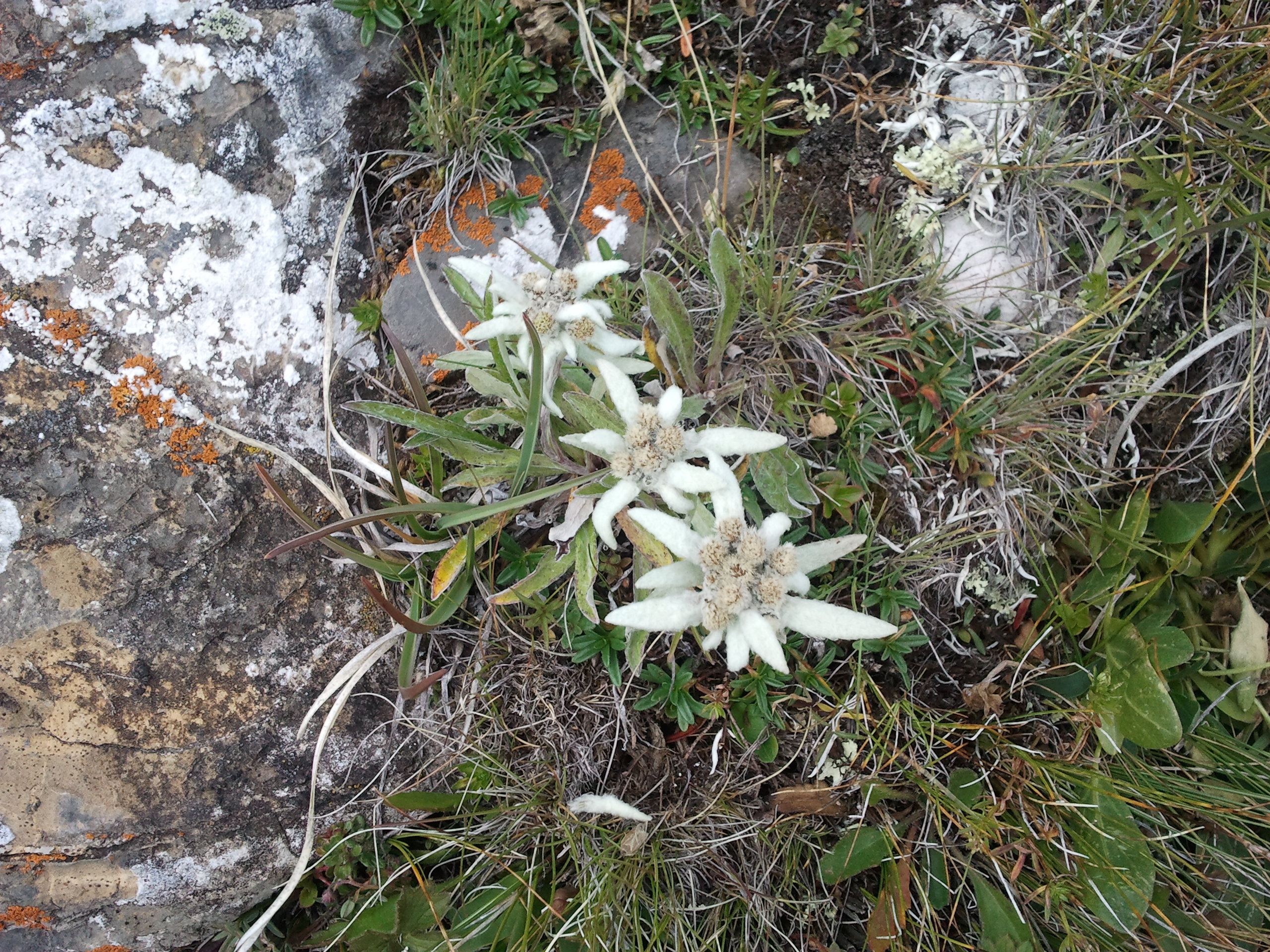 Edelweiss!