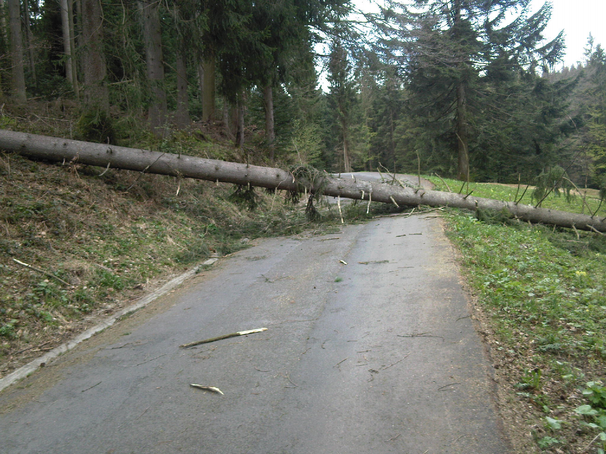 umgestürzte Tanne