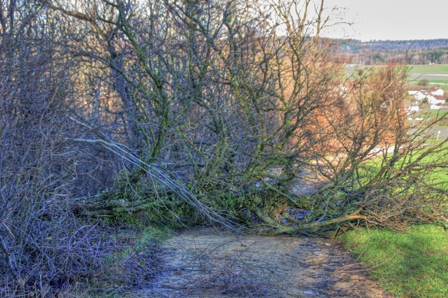 Umgestürzter Baum