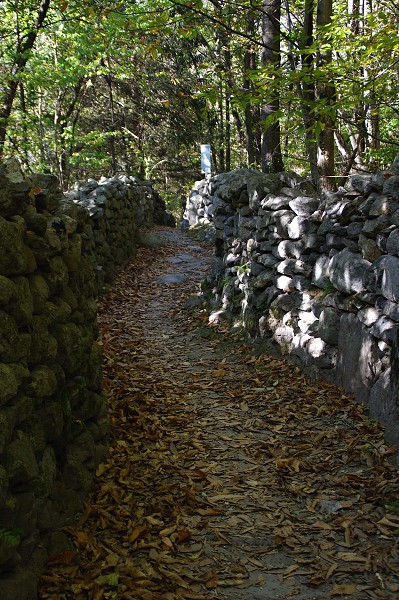 Waldweg