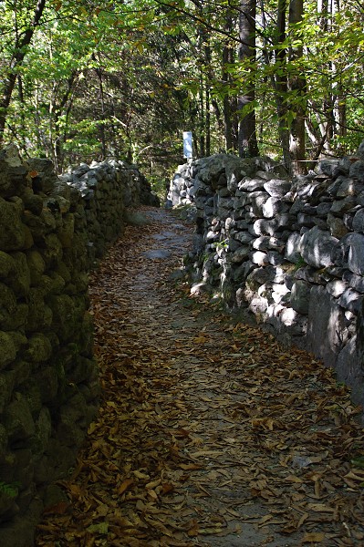 Waldweg