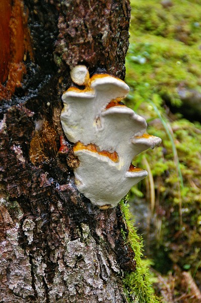 Pilze am Baum