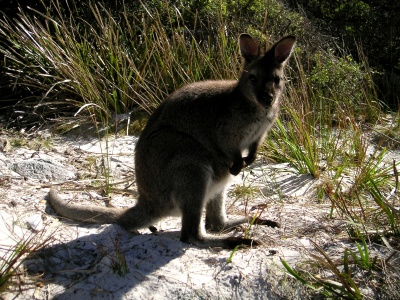 Freycinet N.P._12