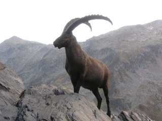 Steinbock