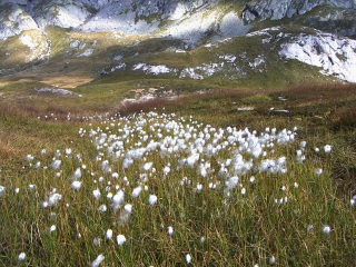 Moor mit Wollgras