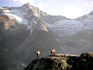 Gemse auf der Sonnenterasse