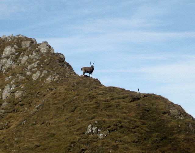 Altmann17-Steinbock