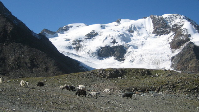 Sulden04-Yakherde von Reinhold Messner