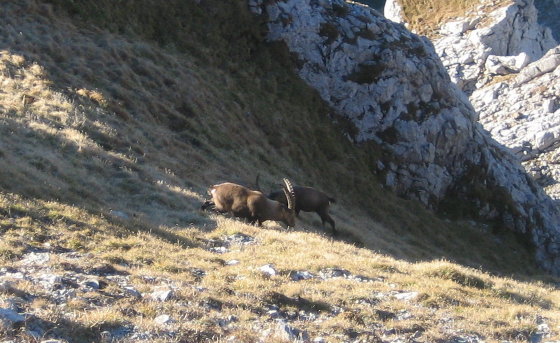 2-Tagestour Alpstein 10a, Steinböcke