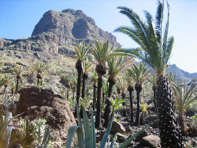 Teneriffa10,Palmenhain in Masca