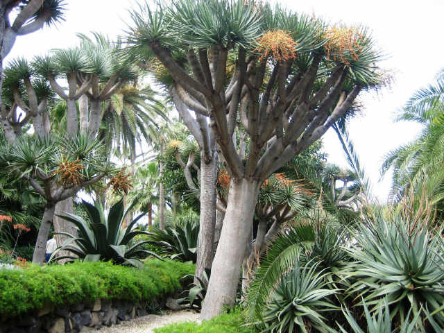 Teneriffa24, Subtropische Vegetation in Puerto de la Cruz