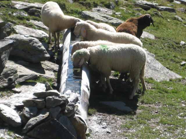 Laaser Spitze14-auch die Schafe hatten Durst