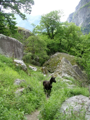 Wanderziege