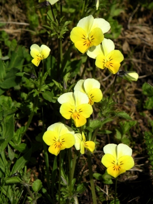 Frühlingsblume