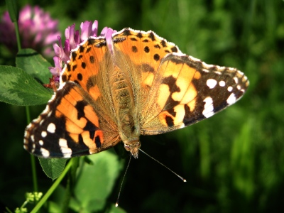 Schmetterling