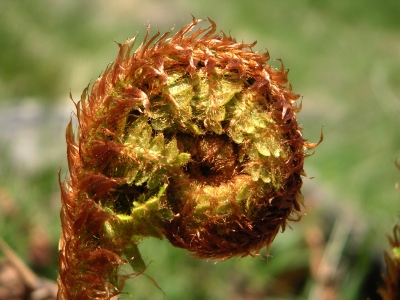 Farnblatt im Frühling