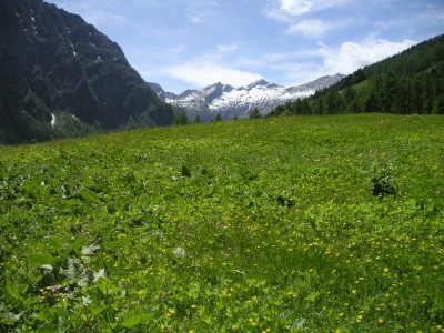 Blühende Alpwiese bei Cimalmotto