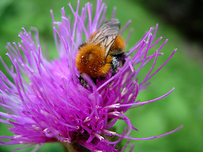 leventina_hummel auf distel