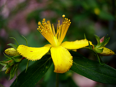 leventina_hypericum perforatum